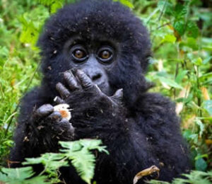 Affordable 6 Days Uganda Chimpanzee & Gorillas Trekking Safari