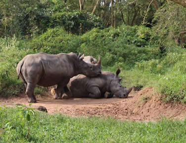 4 Days Ngamba Island & Ziwa Rhino Trekking Tour