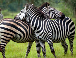 (Very Affordable) 5 Days Uganda Lake Mburo Wildlife Safari 