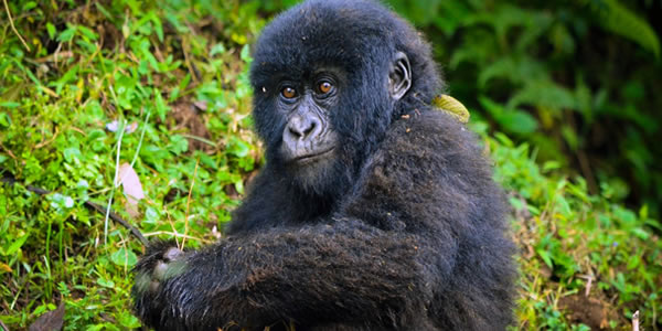 4 Days Bwindi Gorilla Trek & Lake Mburo Wildlife Safari